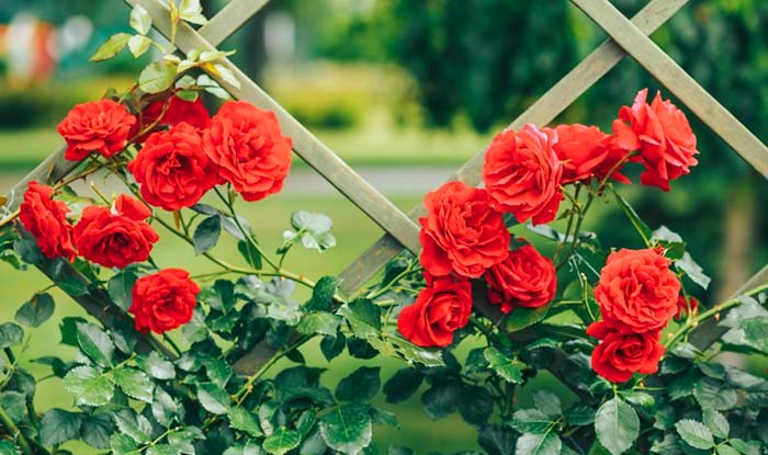 25 Most Popular Red Flowers Around The World Giftalove Blog - Ideas,  Inspiration, Latest trends to quick DIY and easy how–tos