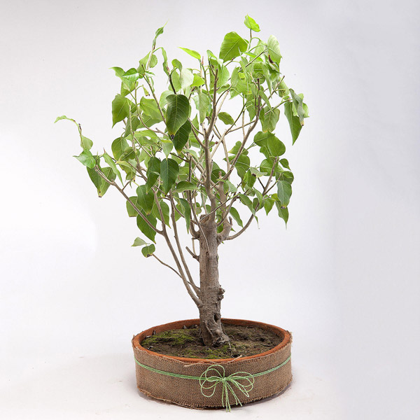 Send Paras Peepal Bonsai Plant in Terracotta Circular Tray Online ...