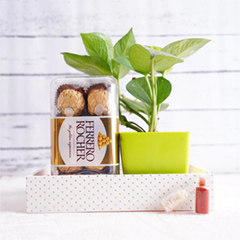 Money Plant N Chocolates for Bhai Dooj 