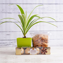 Spider Plant Cookies N Chocolates for Bhai Dooj