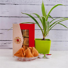 Samosa Plant N Chocolate Hamper for Bhai Dooj