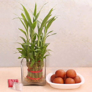 1kg Gulab Jamun with Lucky Bamboo