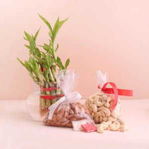 Lucky Plant with Dry Fruits Combo