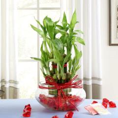 Bamboo Delight Bhaidooj