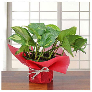 Lovely Money Plant