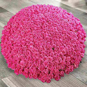 Arrangement of 500 Dark Pink Roses