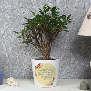 Ficus Bonsai Plant in Printed Pot