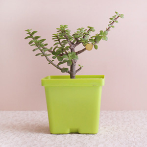 Beautiful Jade Plant with Container