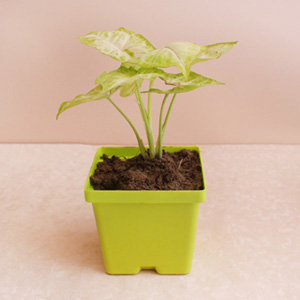 Lucky Money Plant with Container 
