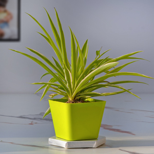 Air Purifter Spider Plant