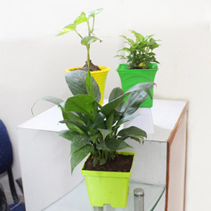 Attractive Air Purifying Plants 