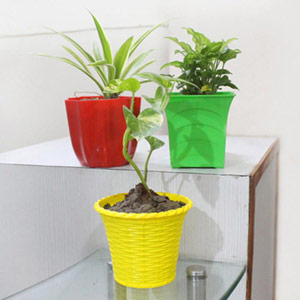 3 Valuable Purifying Plants 