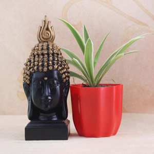 Spider Plant with Buddha Combo 