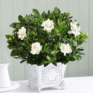 Gardenia Gifts for Plant Lovers