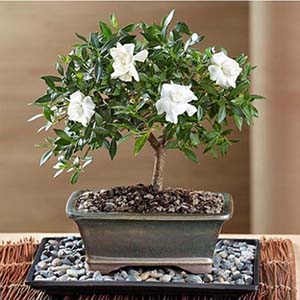 Gardenia Bonsai Gift