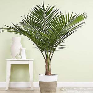 Air-Purifying Majesty Palm Plant