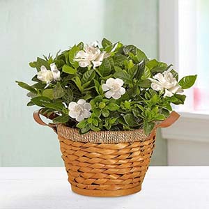Gardenia Plant with Woven Basket