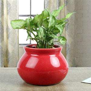 Syngonium Plant With Red Vase