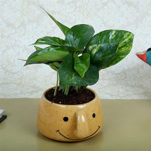 Money Plant In Smiley Vase