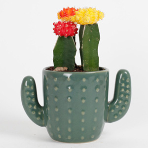 3 Moon Cactus Plants In A Cactus Vase
