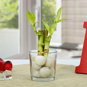 Get Lucky Bamboo Plant