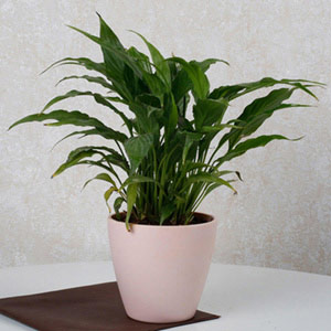 Cheerful Peace Lily Plant