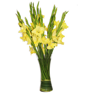 Beautiful Yellow Glads in Glass Vase