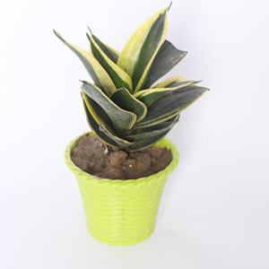 Air Purifier Snake Plant