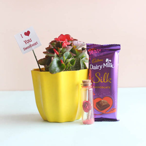 Begonia Plant and Chocolate Valentine Combo
