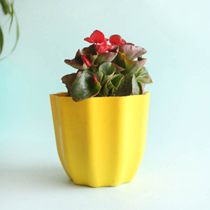 Begonia Plant with Pot