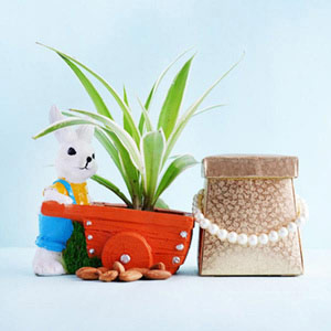 Bunny Spider Plant Pot with Dry Fruits