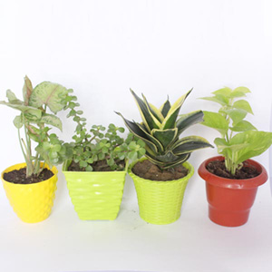 Combo of 4 Air Purifier Plants
