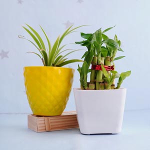 Combo of Bamboo Plant N Spider Plant