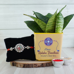 Combo of Silver Rakhi with Snake Plant