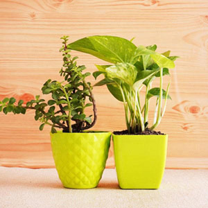 Jade and Money Plant in Green Pots