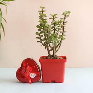 Jade Plant and Chocolate Combo