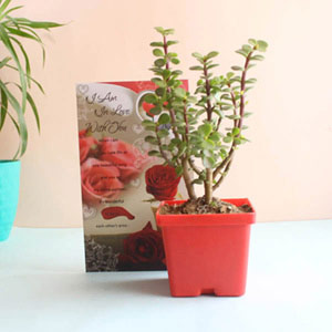 Jade Plant and Love Card Combo