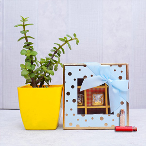 Jade Plant with Chocolates for Bhai Dooj