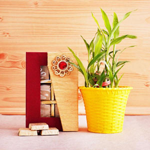Lucky Bamboo Plant with Chocolates Combo