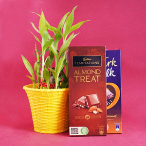 Lucky Bamboo Plant with Chocolates treat