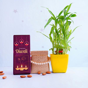 Lucky Bamboo Plant with Happy Diwali Temptation Chocolate and Dry fruits Hamper