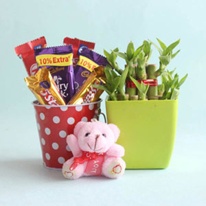 Lucky Bamboo with Teddy and Chocolates