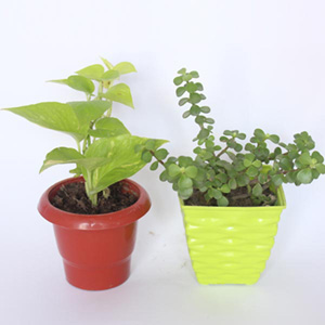 Money Plant and Jade Plant Combo 