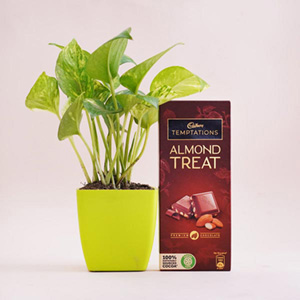 Money Plant with Pot and Temptation Almond Chocolate