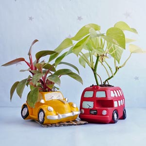 Philodendron Plant N Money Plant in Cute Pots