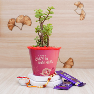 Rudraksha Rakhi with Jade Plant N Chocolates 