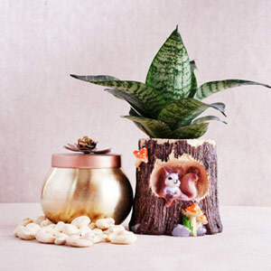 Snake Plant in Squirrel Pot with Dry Fruits