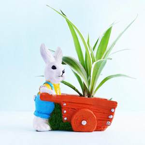 Spider Plant in Bunny Designed Pot