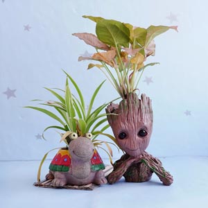 Spider Plant N Syngonium Plant in Adorable Pots