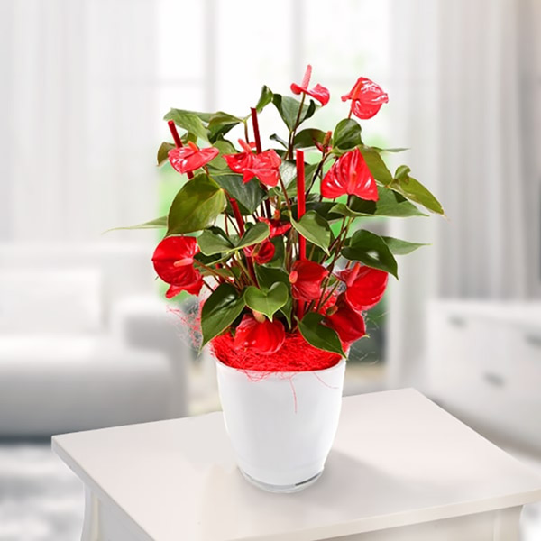 Send Plant Sumatra-Anthurie Online